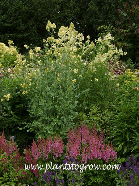 These plants were over 5 feet tall, dwarfing the red Astilbe and blue spikes of Salvia.